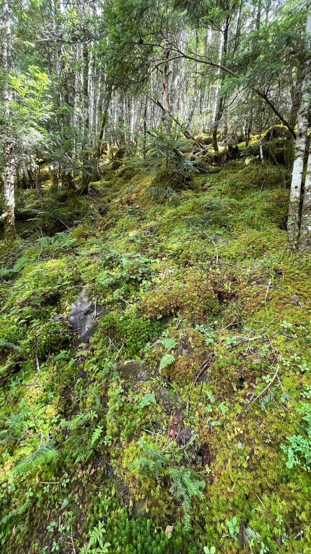 苔の森に癒されます。