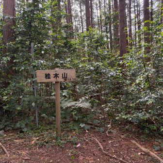 ⑥桂木山