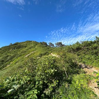 巻道と小朝日岳の分岐から小朝日岳山頂を見る
