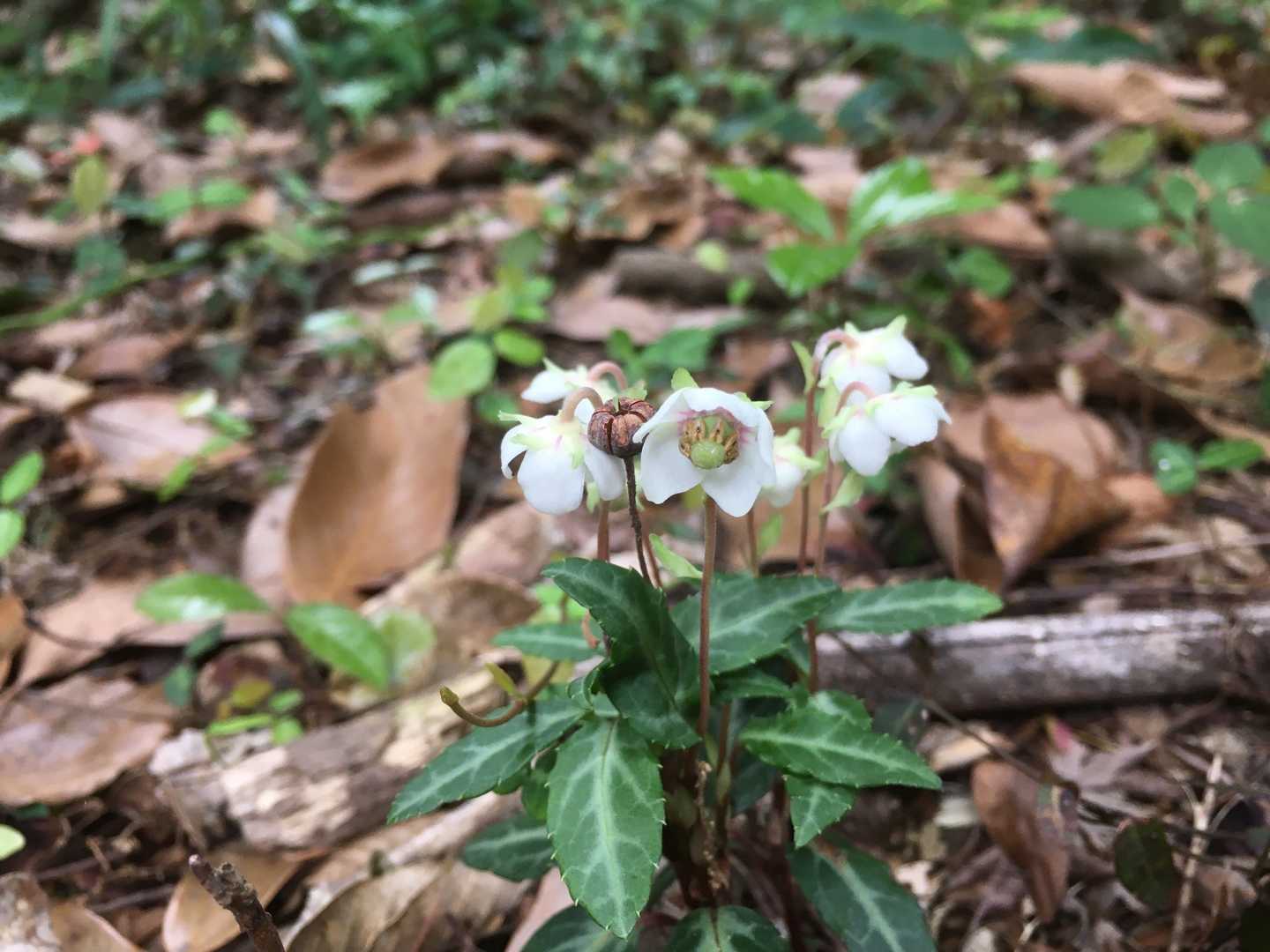 ウメガサソウが可愛く❣️
首を傾けていました☺️