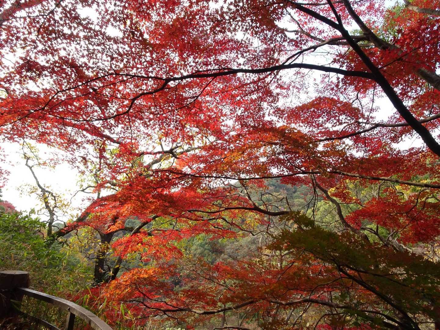 向こうの緑も綺麗
