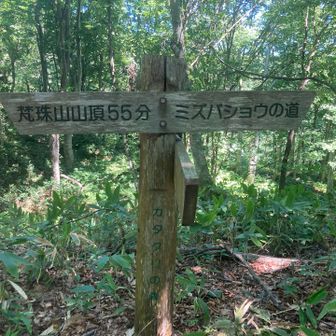 思ったより急登