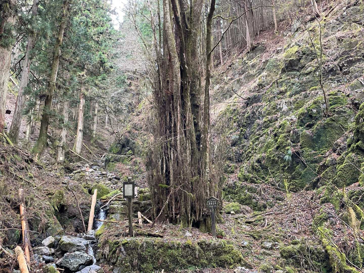 こちらは栃木県天然記念物【千本桂】
樹齢1,000年てーーーー!!😱