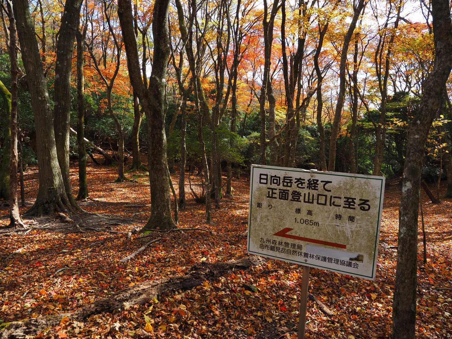 YAMAP上では破線ルートだけどわかりやすくて比較的歩きやすい