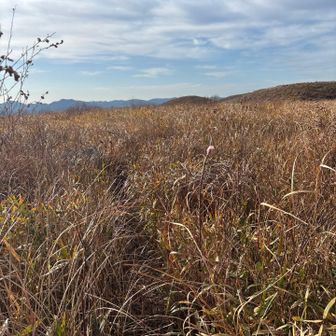 ここからが結構な藪漕ぎ