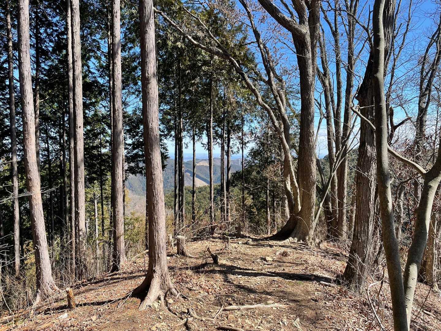 葉っぱがないので秋に歩いた時と比べてだいぶ明るいです。