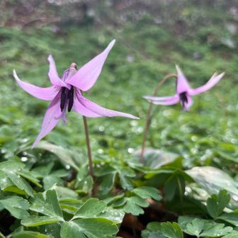 特別花が好きなわけではないけど、
旬なものはいいと思う。
特に食べ物は。