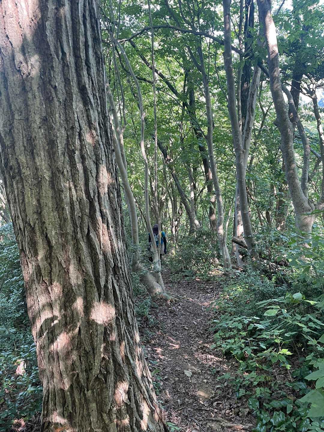 相棒さん。
急登、ロープに頑張った。
普通に進むので、唖然としたわたし。