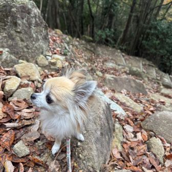 最初の階段を上り、さぁ行くよ⛰️
が、早急にボイコット🫠
目も合わせてくれない…