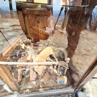 ナント➰テンの剥製が、山頂で観れた😃💦