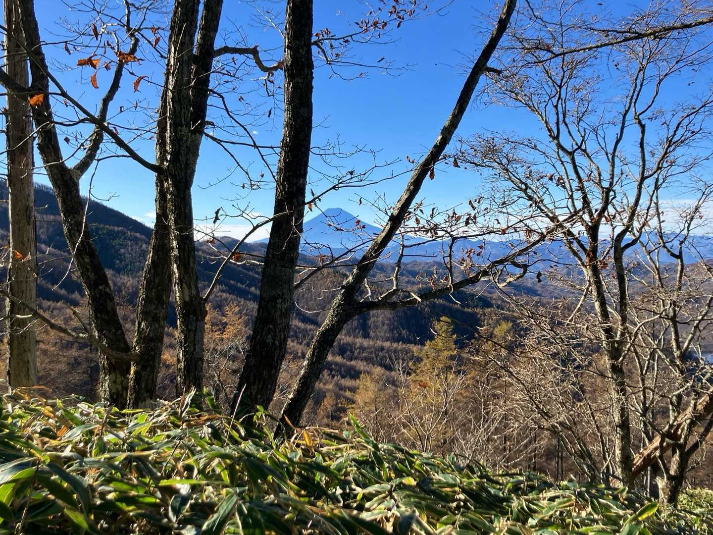 木の隙間からもうすでに富士山がお目見えです！