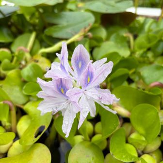珍しい　ホテイアオイの花
