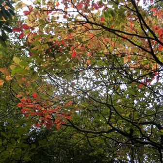 色づき始めてました🍁