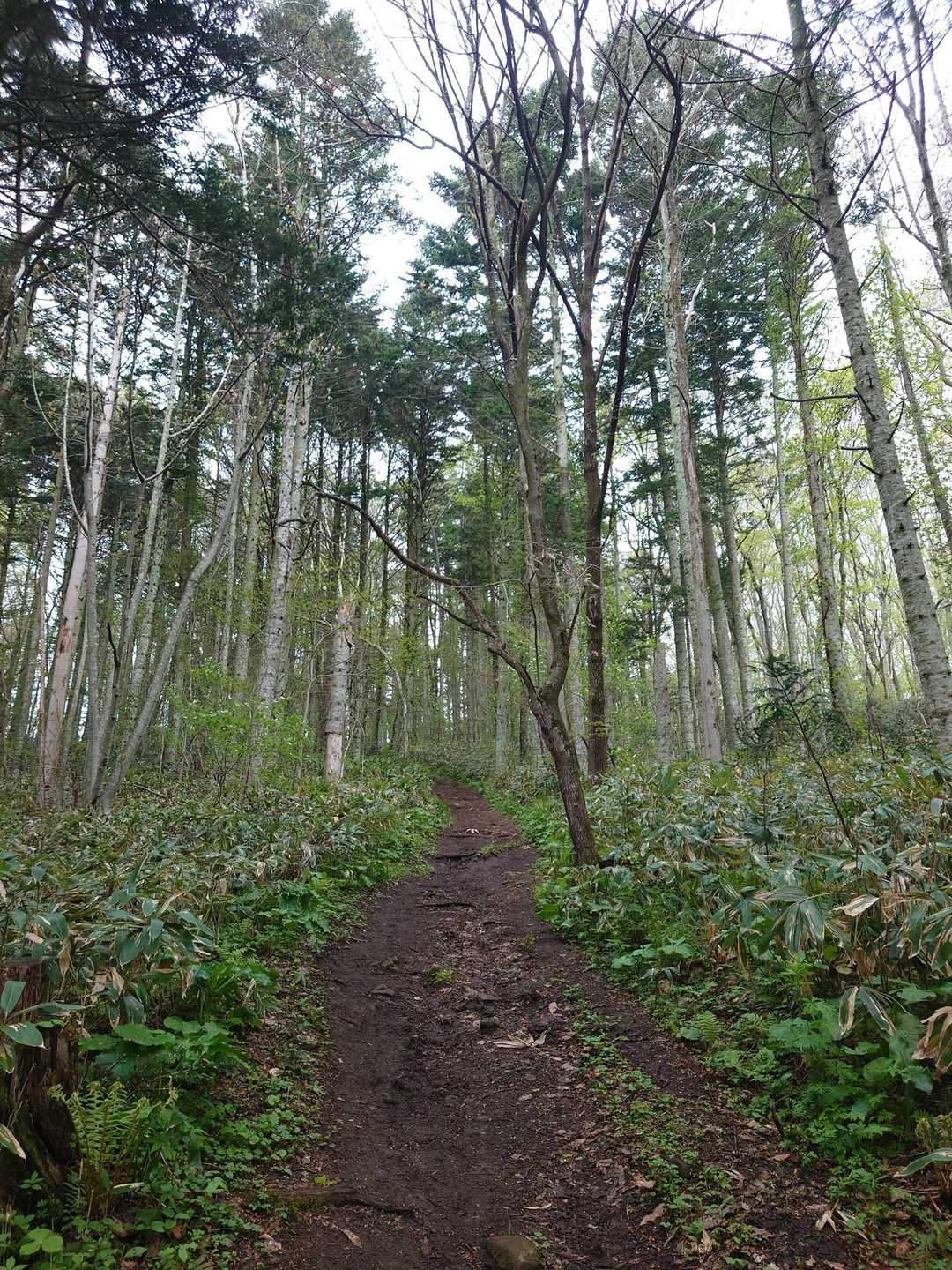 ここの森は落ち着くなぁ