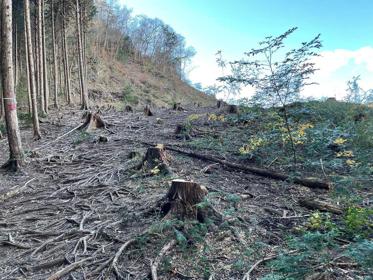 猪倉峠の先、木々が伐採されてました。
だいぶ景色が変わってる！
その先でも伐採の音が響いてました。