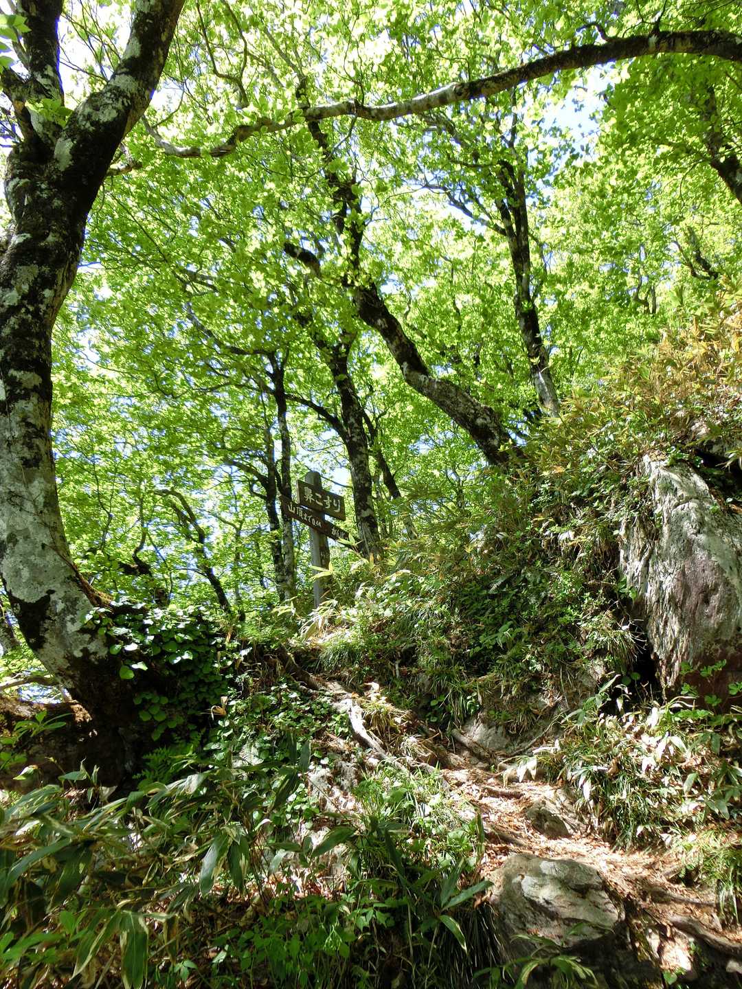 すでにだいぶこすった後にご登場の鼻こすり看板。