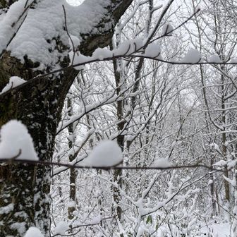 痛恨のピンぼけ
私は子供の頃、NHKの連想ゲームが好きでした。白い塊はシマエナガ、枝の上に連なるのは空也上人の南無阿弥陀。なんちゃって。