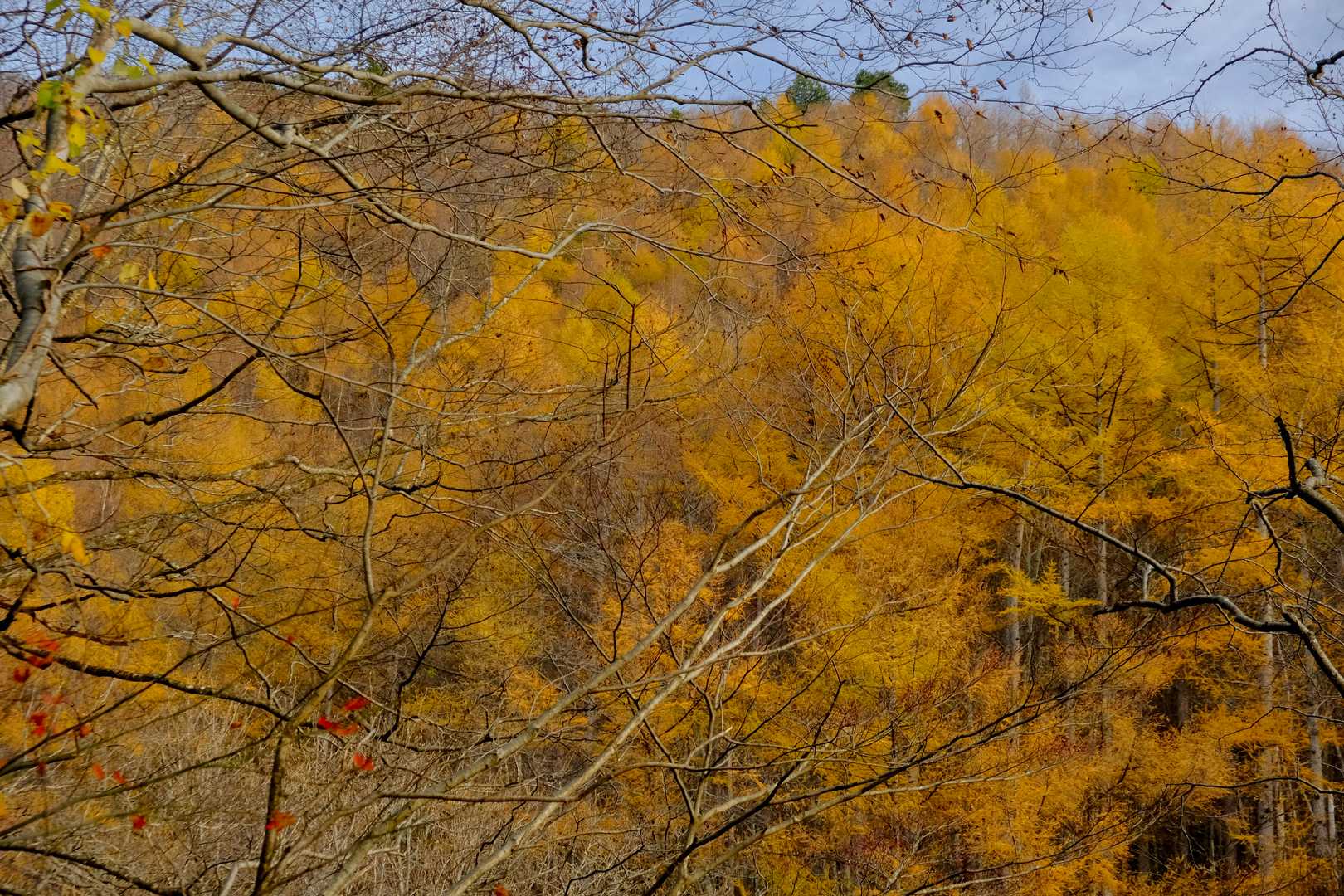 沢を挟んで対岸の山はカラマツの紅葉がきれい。