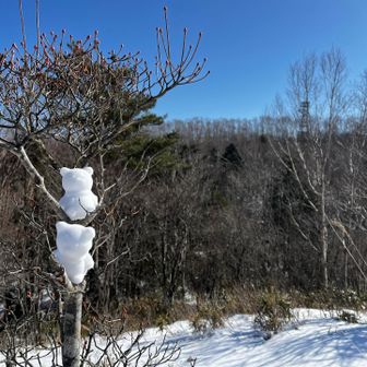 鳥が撮れないので🧸の枝止まりで練習📸