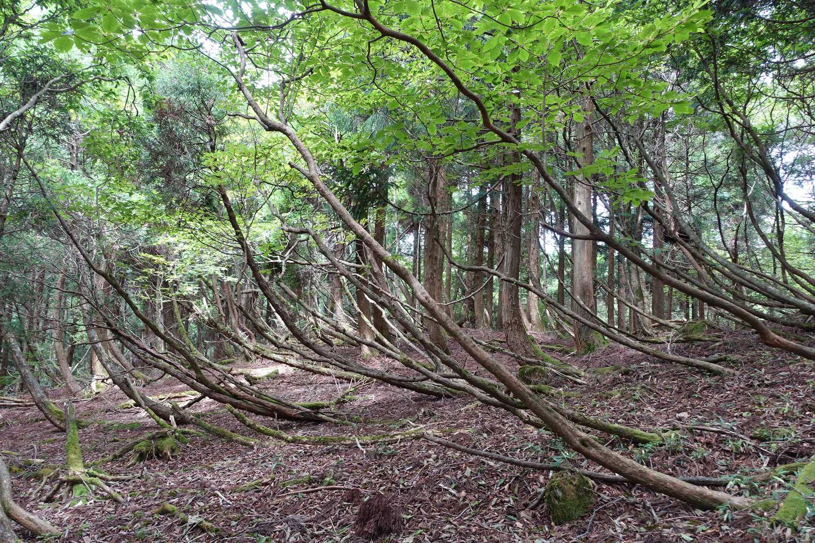 峰越峠-江浪峠-三国平 往復コースの写真