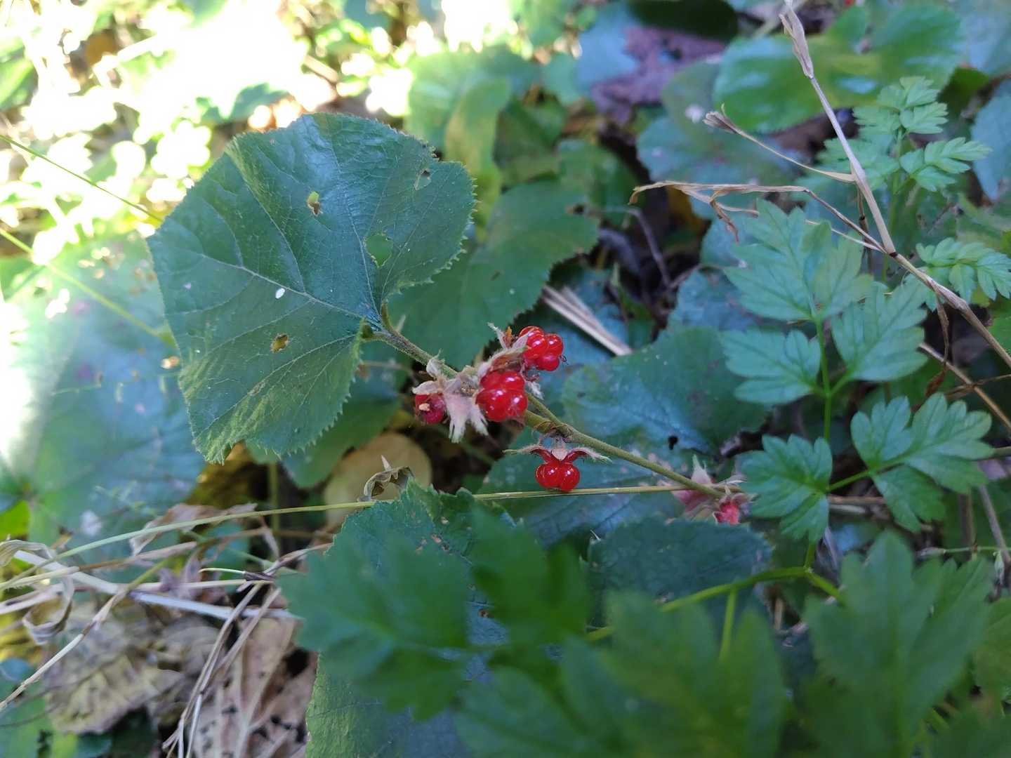 脇にはフユイチゴ
思ったより林道歩きが長くて
フユイチゴ摘まみながら歩く😋