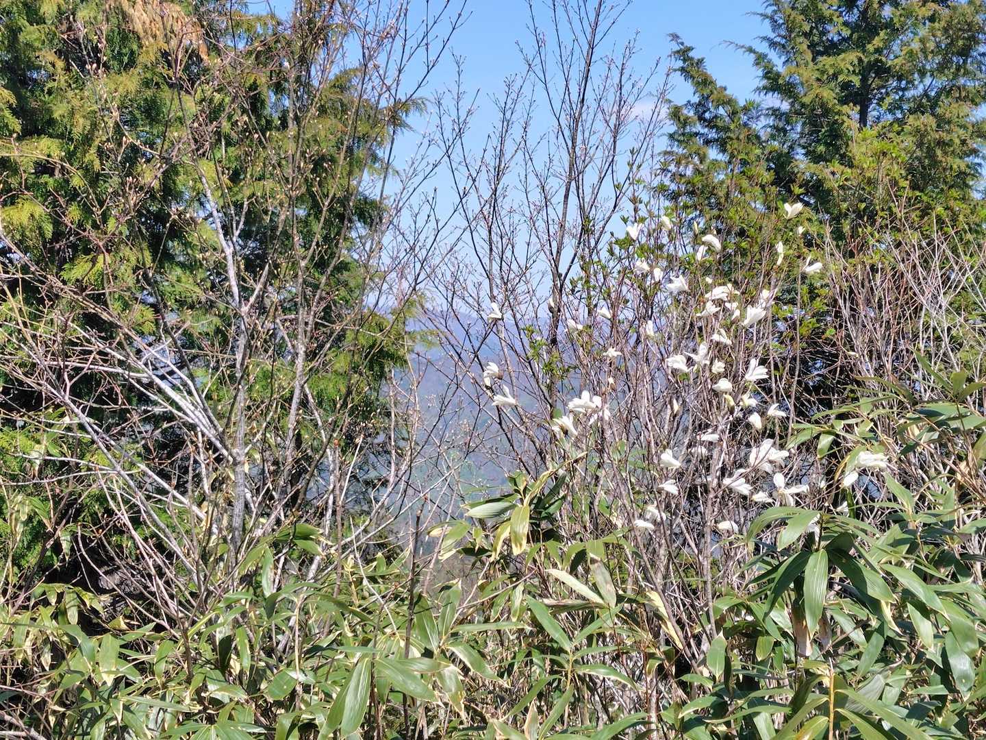 尾崎山登山道入口-尾崎山 往復コースの写真