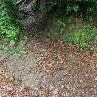 何の目印もないツツジ尾根（荒神峠）ルートの取り付き
知らない方なら気づかずに行き過ぎます💦