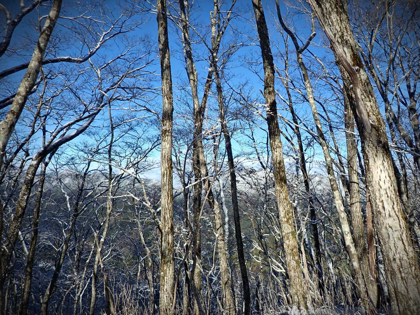 中山バス停-鳥ノ胸山-雑木ノ頭 周回コースの写真