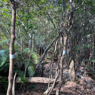 ここから板場池へ