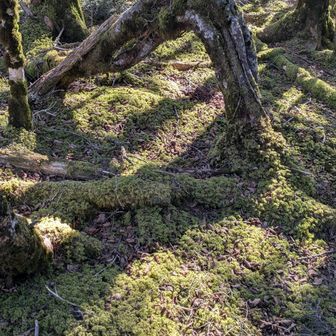 この辺りも苔が綺麗