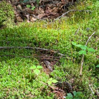 苔がいい感じ