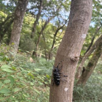 カミキリムシ😊