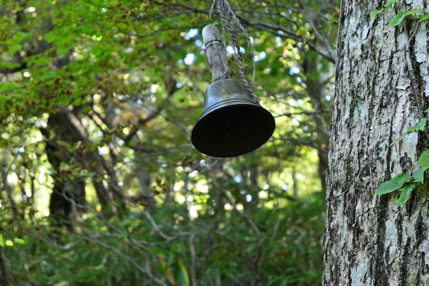 鳴らしました🐻