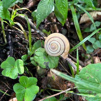 🐌