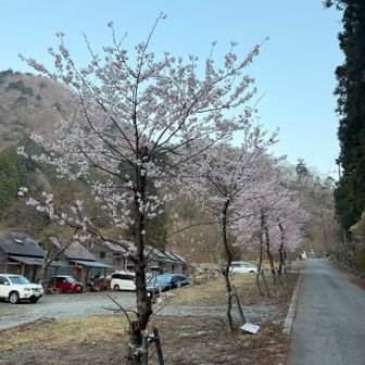 川沿いのキャンプ場の桜も満開🌸