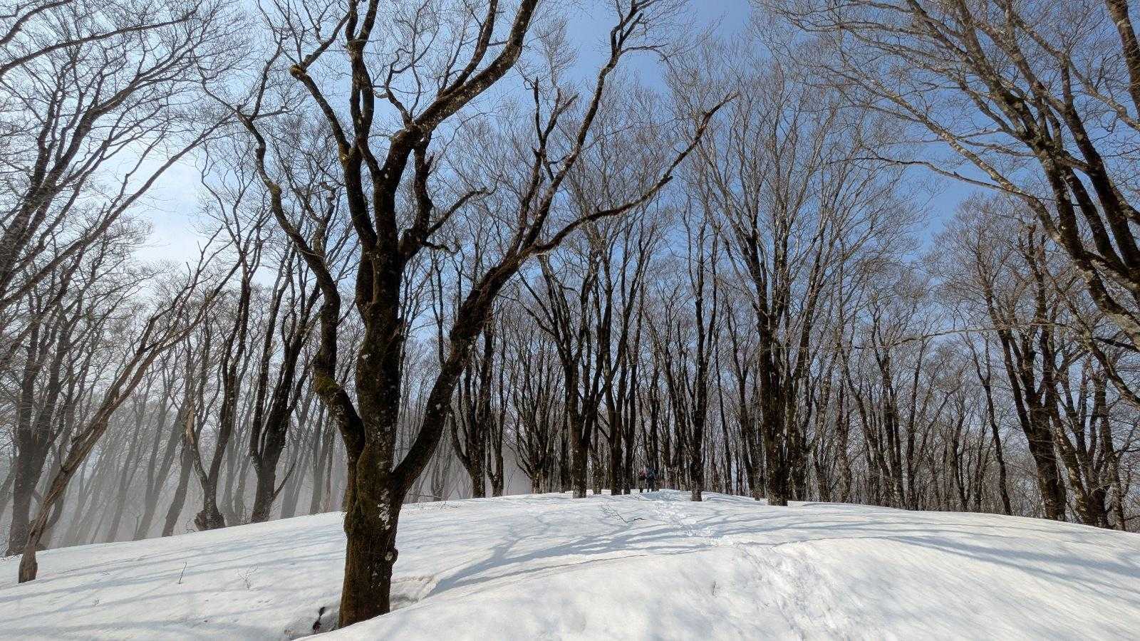 ガスが晴れ、青空が広がってきました。
苔むしたブナ樹林が広がっていました。