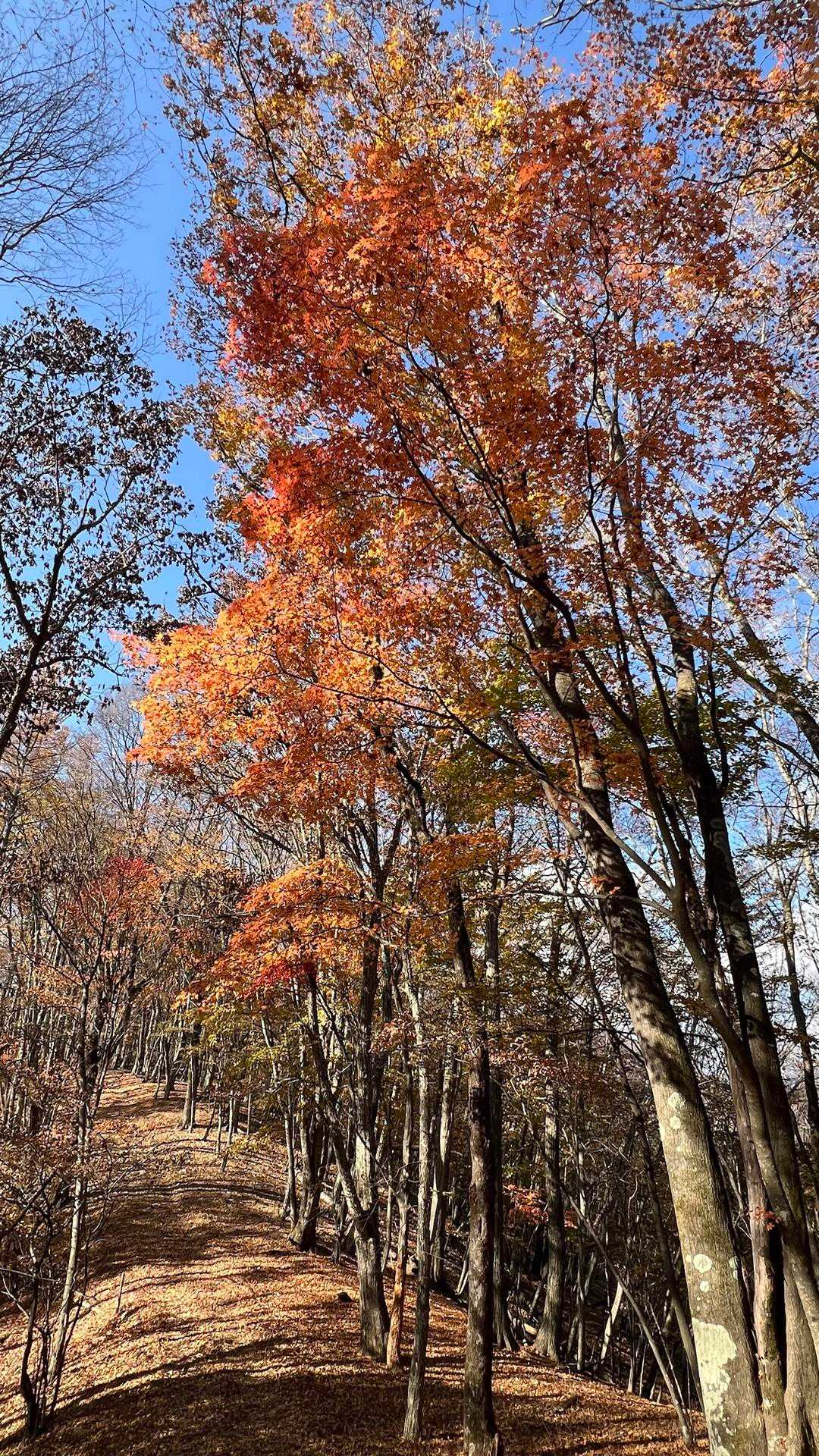 鶴峠-奈良倉山-牛ノ寝・大菩薩峠登山口-松姫峠-鶴寝山 往復コースの写真