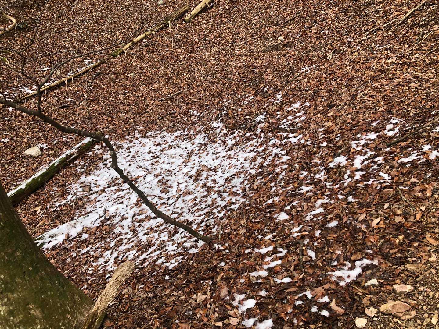 雪が現れてきた