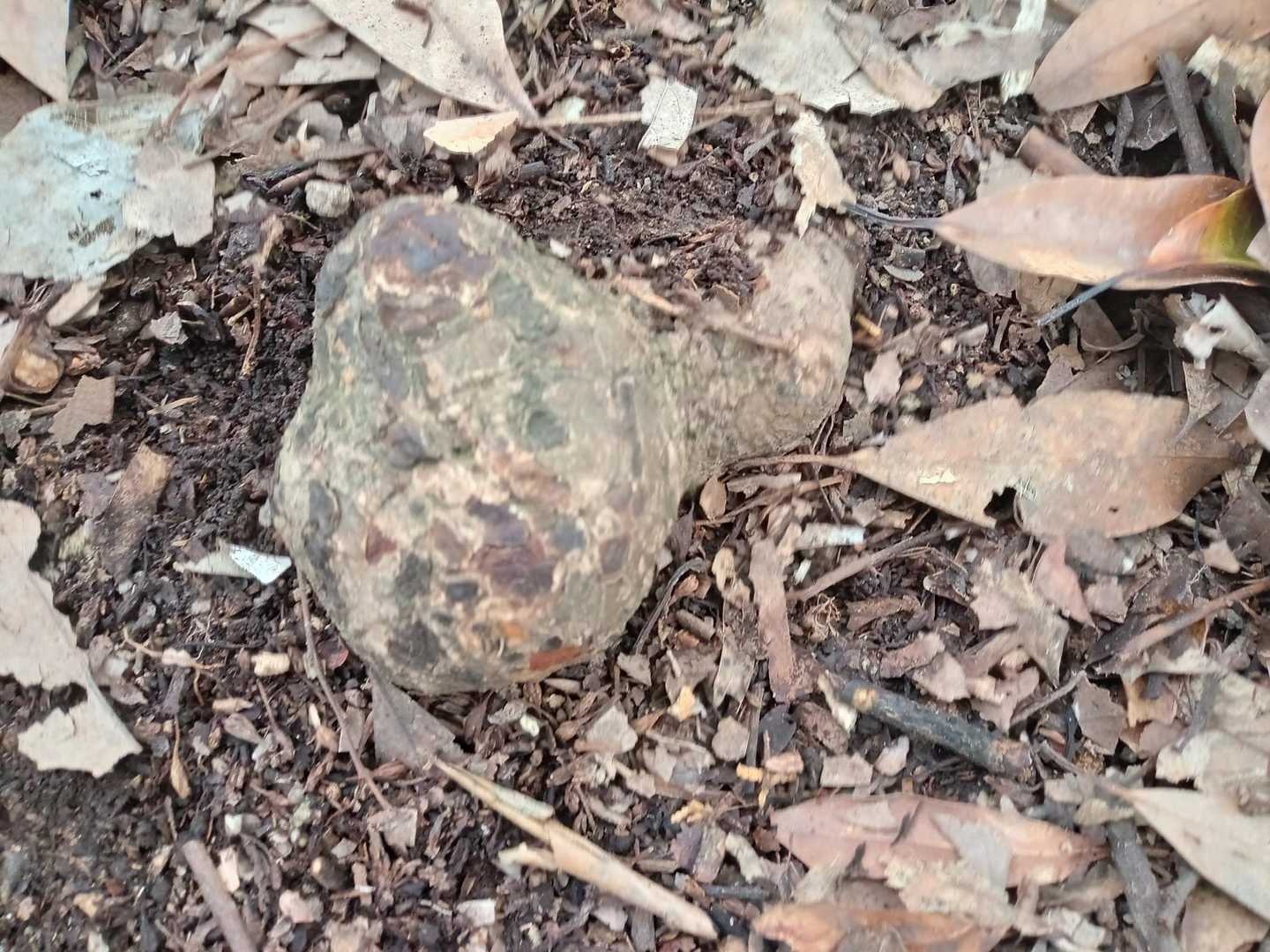 見っけ☝️マツタケ🍄…🤫
　　　　😀元気百倍⤴️