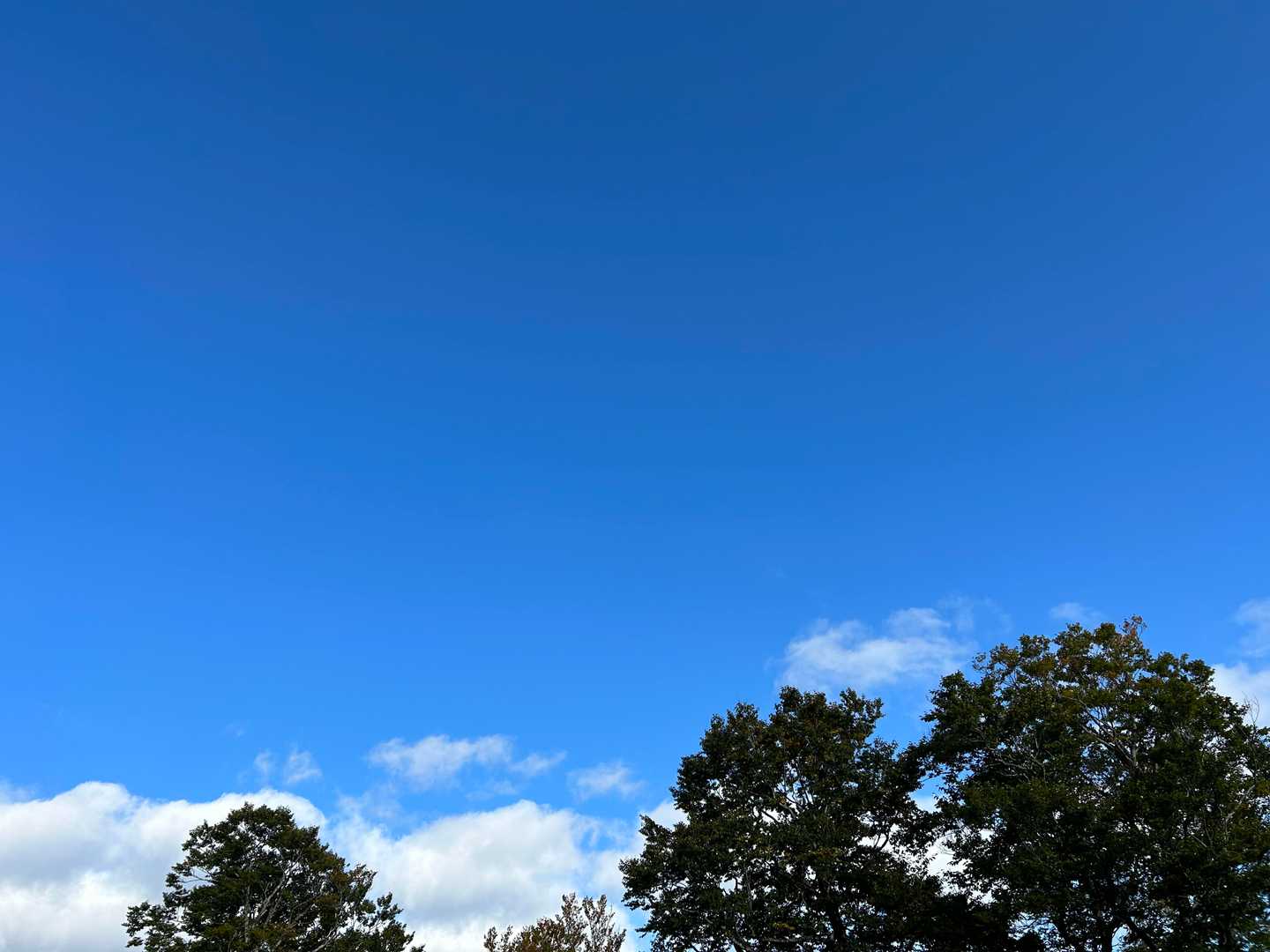 晴れています