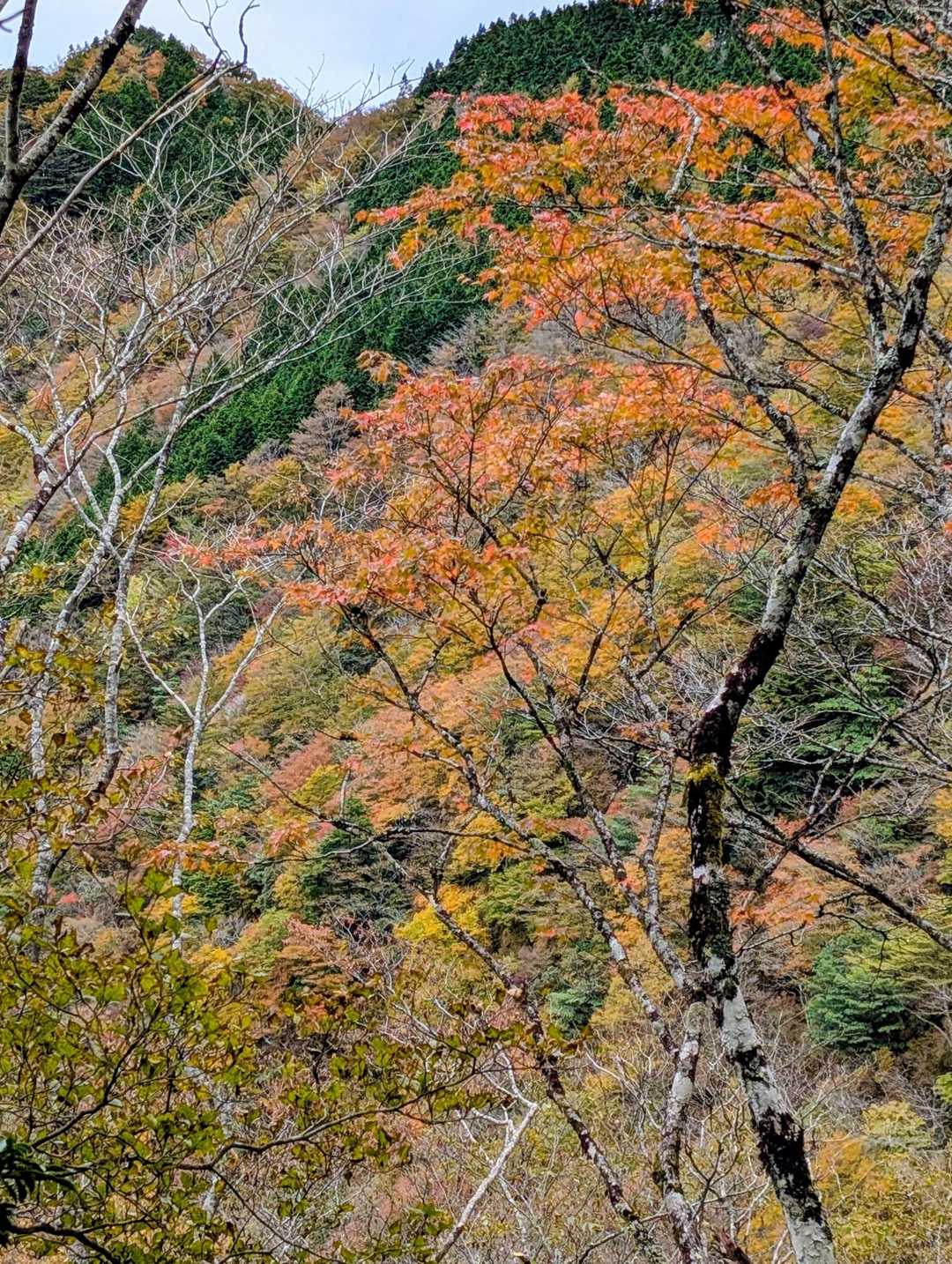 稜線西側は紅葉でおおわれています
