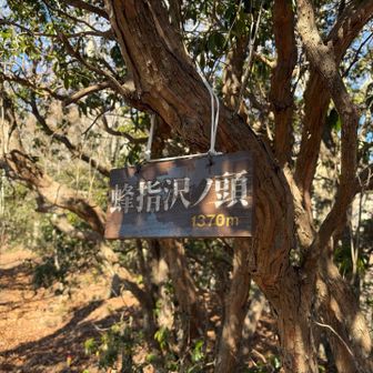 蜂指沢ノ頭（ハチザス沢ノ頭）