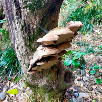 猿が家族で腰掛けられる