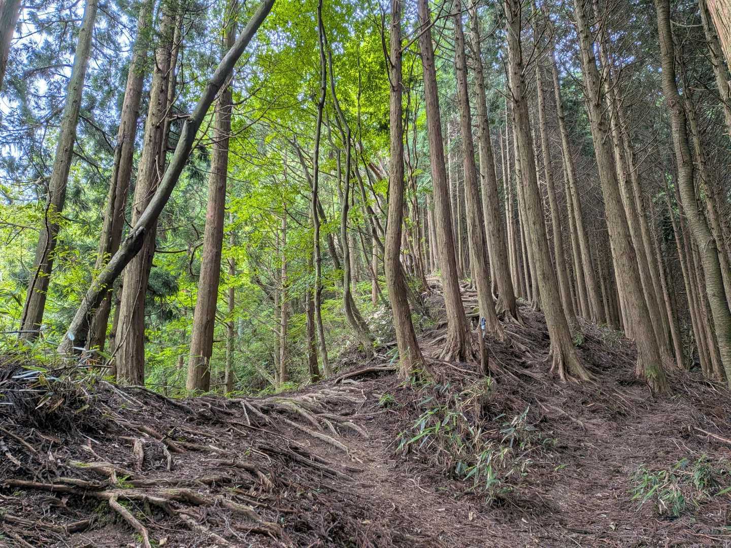 金剛山山頂売店-金剛山 周回コースの写真