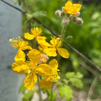 📱クサノオウと