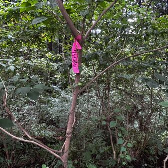 5座目倉戸山
鬱蒼として気味悪い