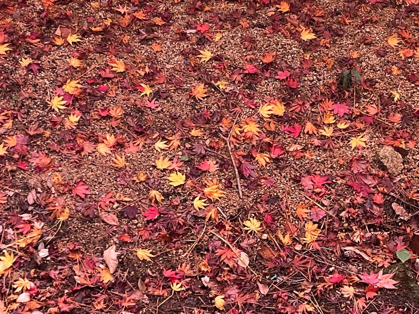 地面もいろんな色🍁