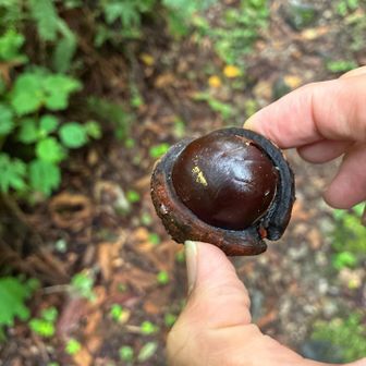 栃谷だからトチの実？