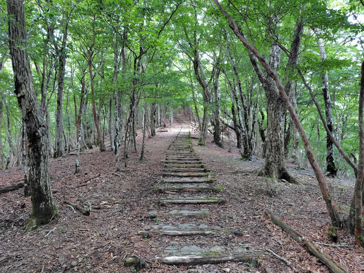 緩やかな登山道😊