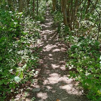 夏らしい山道